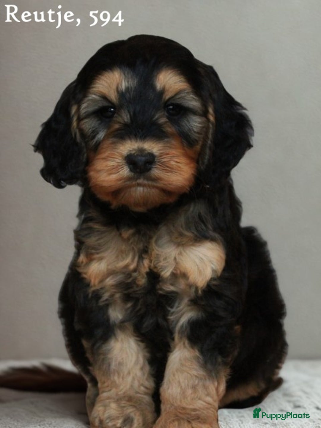 Cockapoo honden te koop: Knappe Cockapoo pups. - Advertentie 4