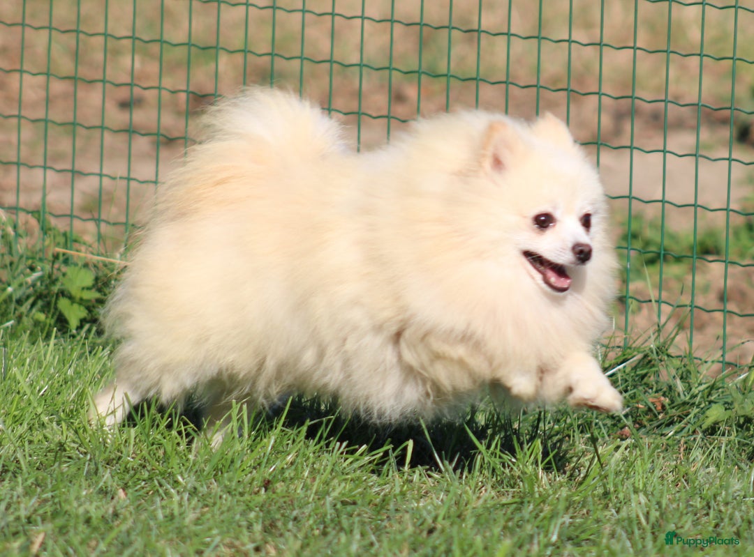 Keeshond honden te koop: Dwergkees pups - Advertentie 7