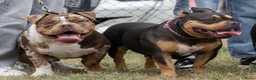 Amerikaanse Bully honden ter dekking: American Bully pocket dekreu  - Advertentie 2