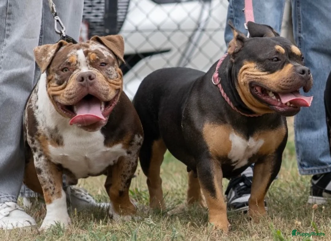 Amerikaanse Bully honden ter dekking: American Bully pocket dekreu  - Advertentie 2
