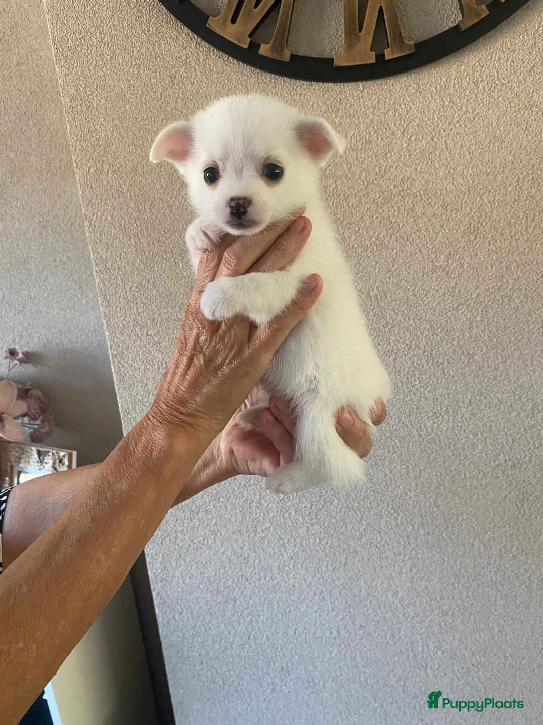 Pomchi honden te koop: Mooie pomchi pups - Afbeelding 7