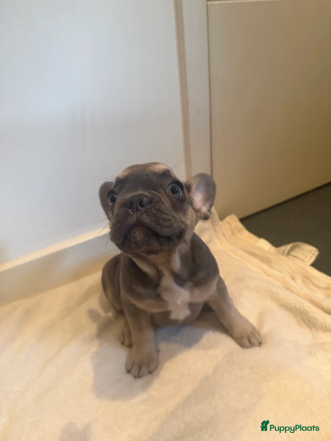 Franse Bulldog honden te koop: Prachtige Franse Bulldogs puppy’s  - Advertentie 1