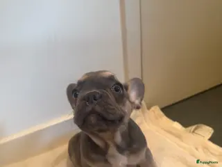 Franse Bulldog honden Prachtige Franse Bulldogs puppy’s - Advertentie 6