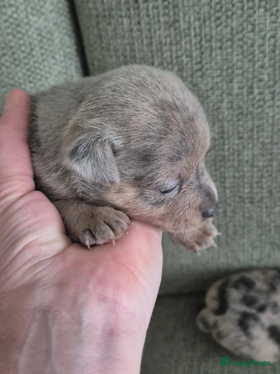 Jack Russel Terriër honden te koop: Nog 2 prachtige merle teefjes te koop - Advertentie 2