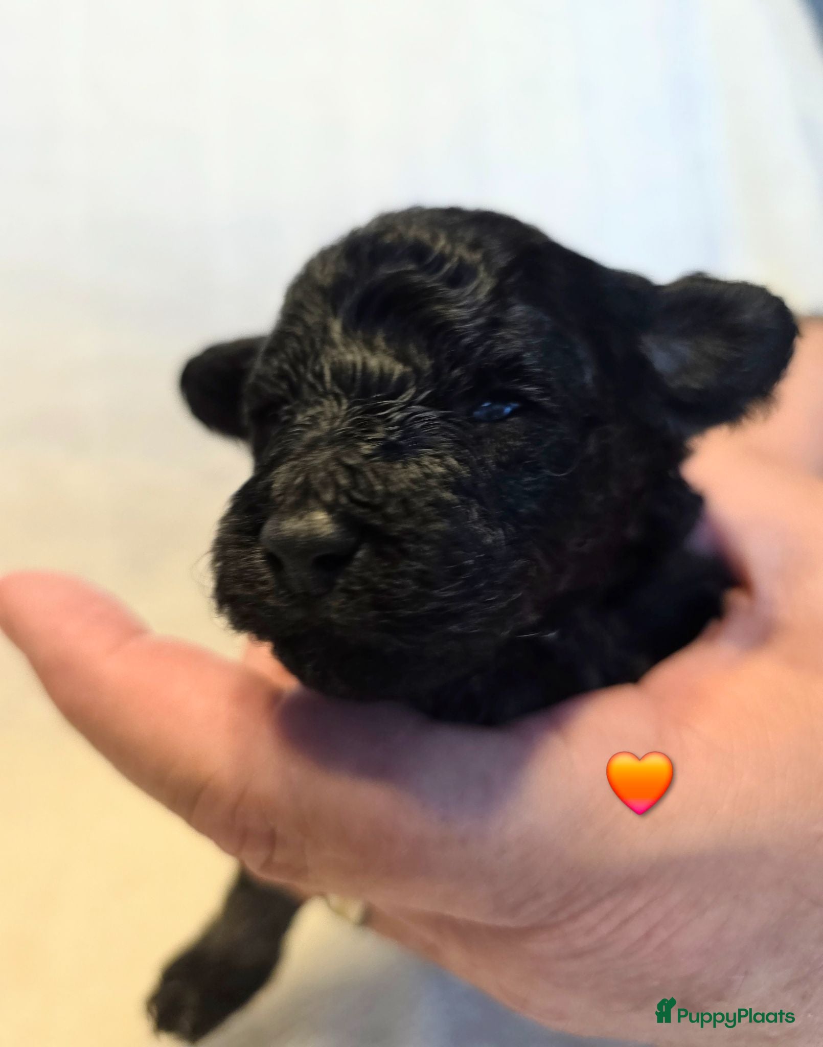 Dwergpoedel honden 5 mooie Phanton puppy's oranje is nog beschikbaar  - Advertentie 2