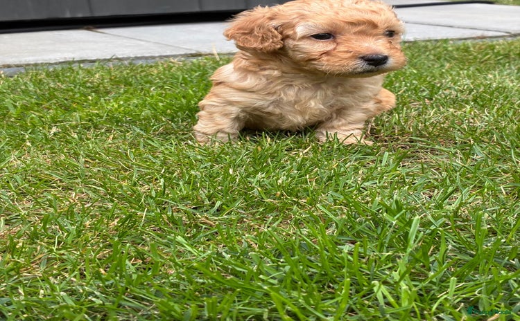 Maltipoo honden - Advertentie 1