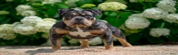 Amerikaanse Bully honden ter dekking: American Bully pocket dekreu  - Advertentie 4