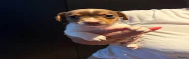Jack Russel Terriër 2