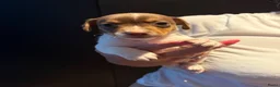 Jack Russel Terriër honden te koop: 4 lieve Jack Russel pups zoeken warme thuis  - Advertentie 6
