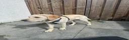 Labrador Retriever honden te koop: Loving New Home Wanted for Our 6-Month Labrador - Advertentie 2