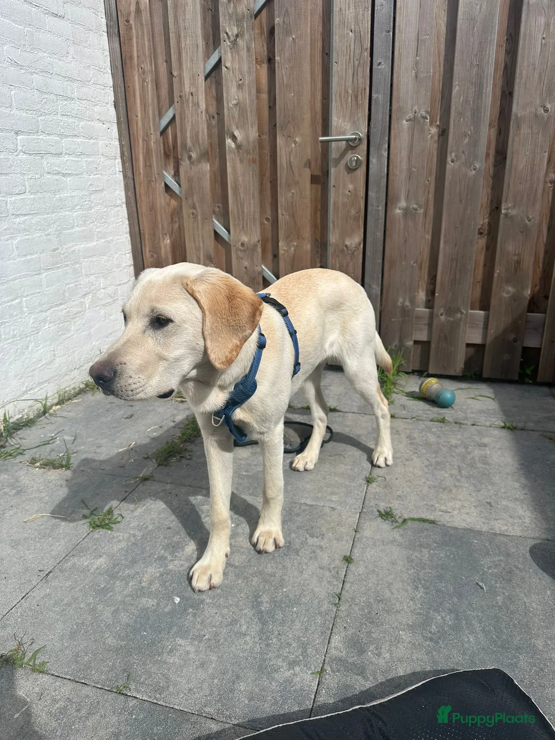 Labrador Retriever honden te koop: Loving New Home Wanted for Our 6-Month Labrador - Advertentie 2