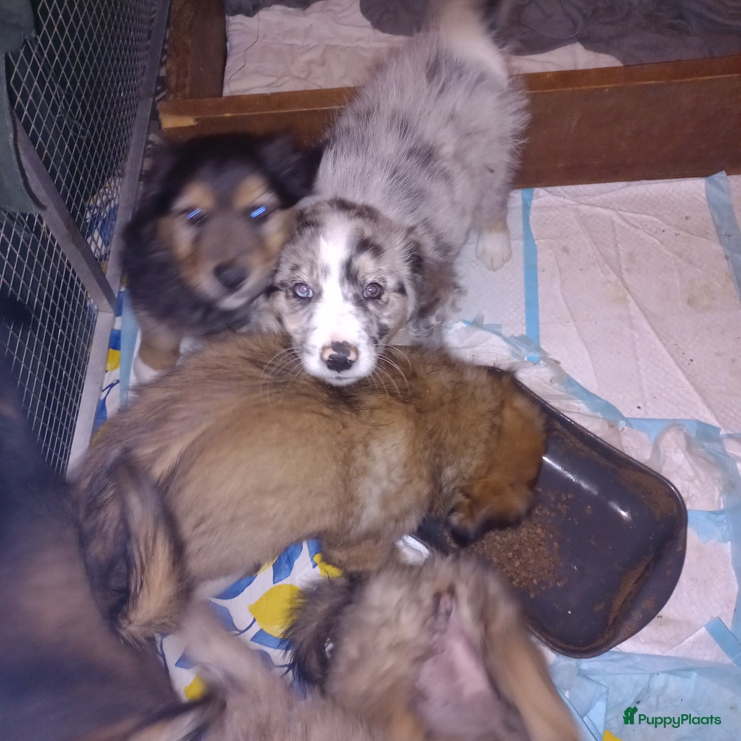 Kruising honden te koop: Mooie pups  mogen weg in de week van 27 november - Advertentie 26