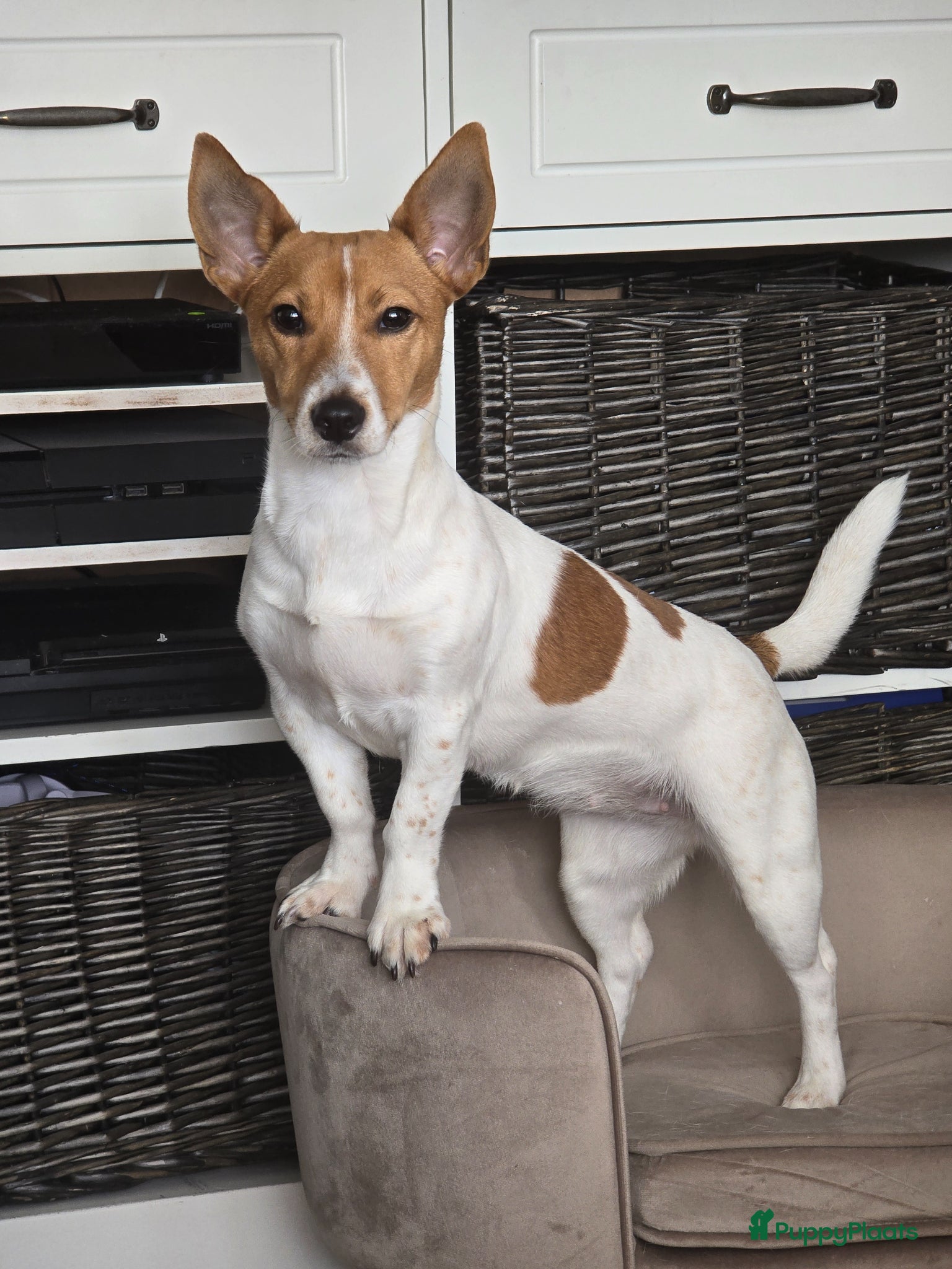 Jack Russel Terriër honden Nog 3 pups beschikbaar - Advertentie 2