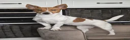 Jack Russel Terriër honden te koop: Nog 3 pups beschikbaar in Sint Jansteen - Advertentie 1