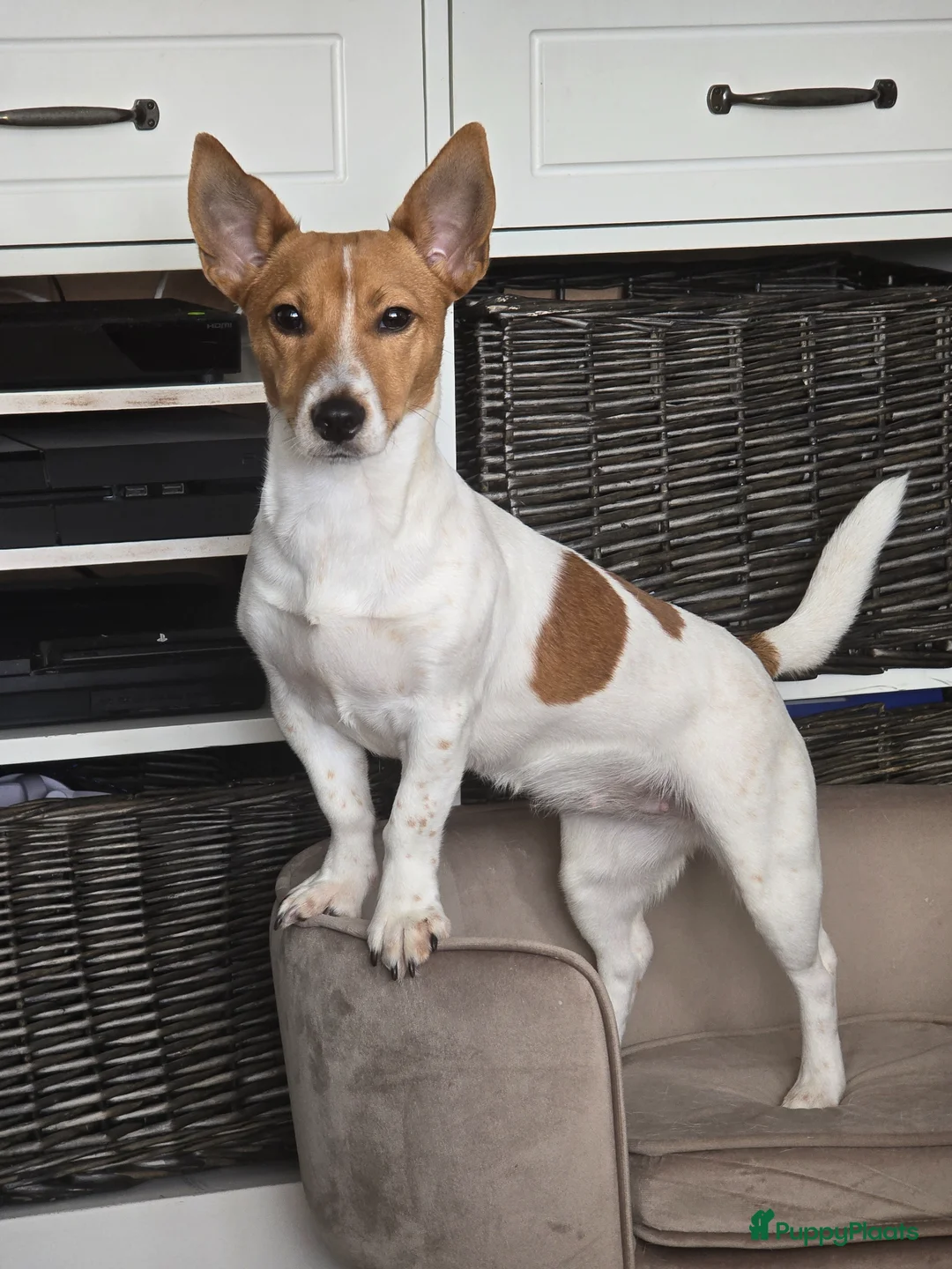 Jack Russel Terriër honden te koop: Nog 3 pups beschikbaar in Sint Jansteen - Advertentie 1