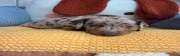 Dwergteckel honden te koop: Dwergteckel pups - Advertentie 7