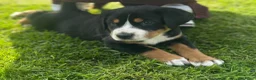 Grote Zwitserse Sennenhond honden te koop: Prachtige Grote Zwitserse Sennenpup - Advertentie 7