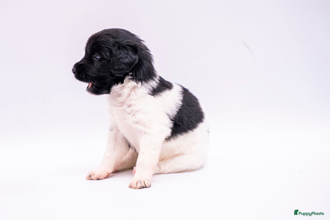 Friese Stabij honden te koop: Friese stabij pups - Advertentie 2