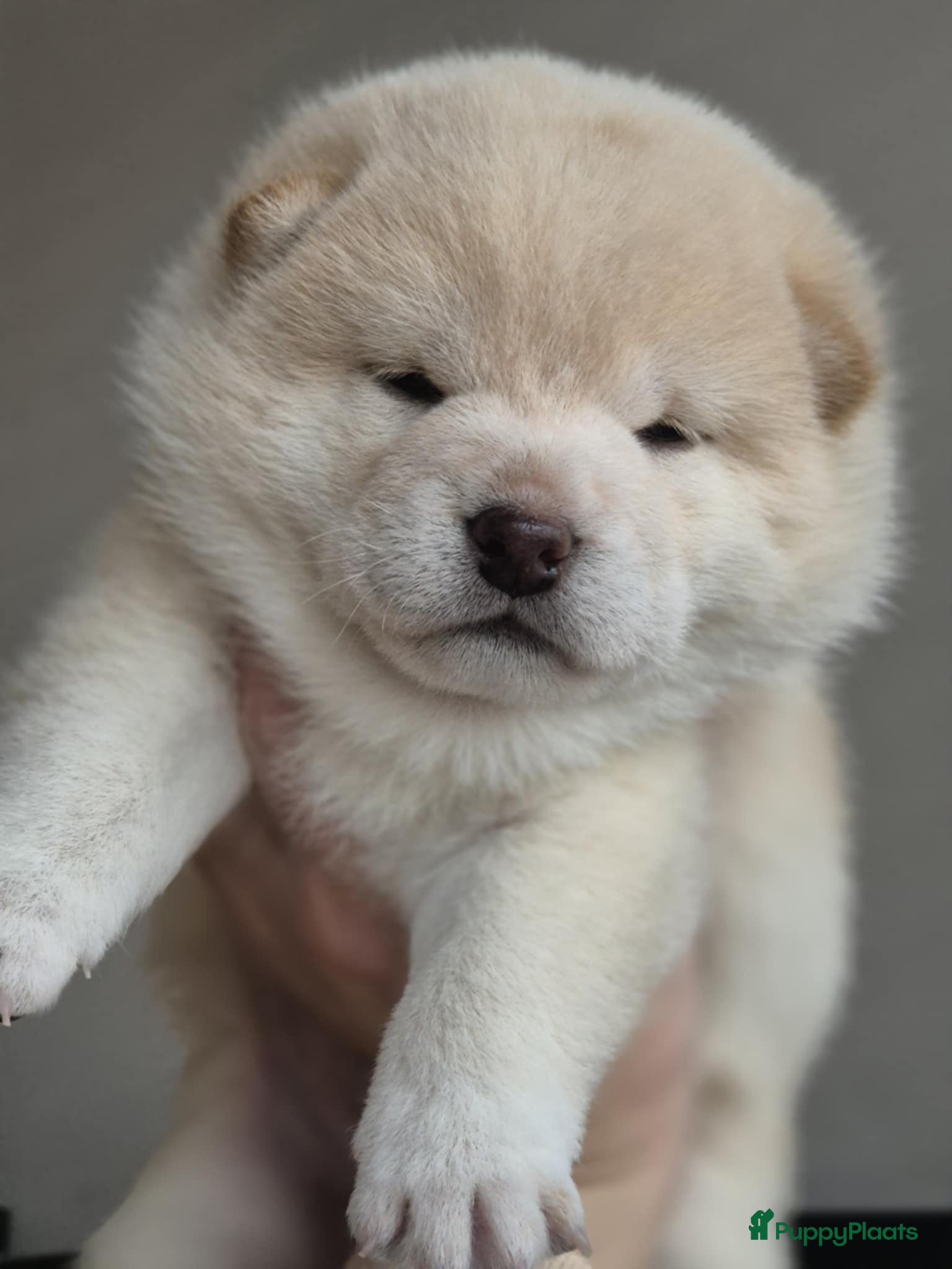 Shiba honden Shiba pups met stamboom - Advertentie 2