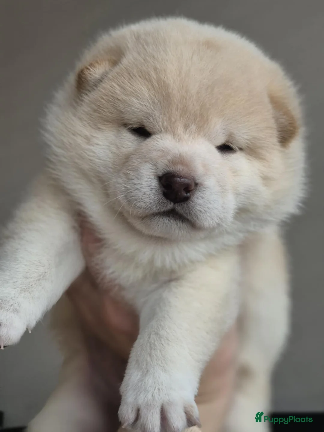 Shiba honden te koop: Shiba pups met stamboom - Advertentie 3
