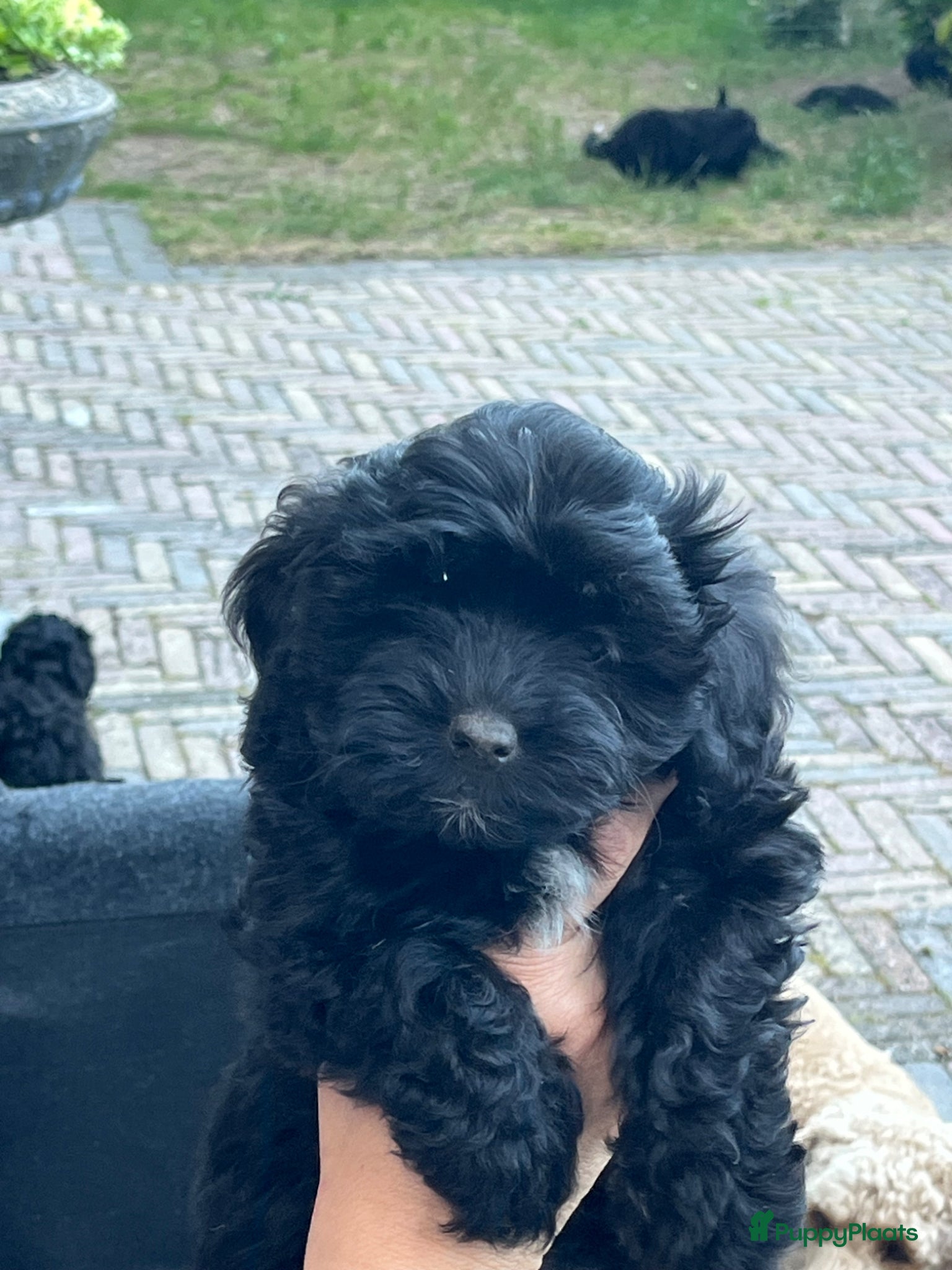 Maltipoo honden te koop: Maltipoo - Advertentie 9