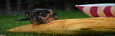 Jack Russel Terriër 4