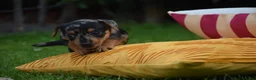Jack Russel Terriër honden te koop: lieve pups zoeken een nieuw huisje - Advertentie 16