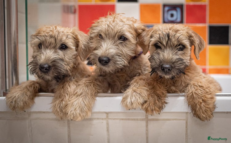 Softcoated Wheaten Terriër honden - Advertentie 16