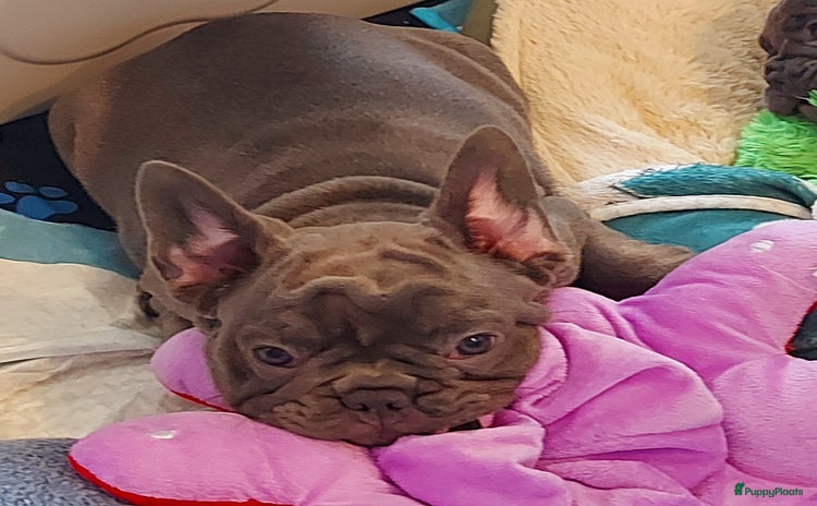 Franse Bulldog honden in Zoutleeuw - Advertentie 6