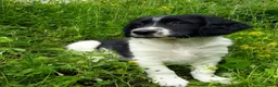Friese Stabij honden te koop: Ras zuivere Friese Stabij pups - Advertentie 3