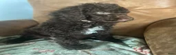 Australian Labradoodle honden te koop: Lief Medium Australian Labradoodle reutje - Advertentie 9