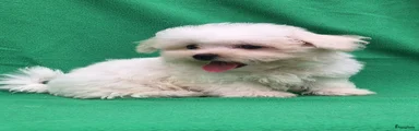 Maltezer 3