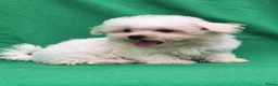 Maltezer honden te koop: Lieve Maltezer Pups 💕 - Advertentie 10
