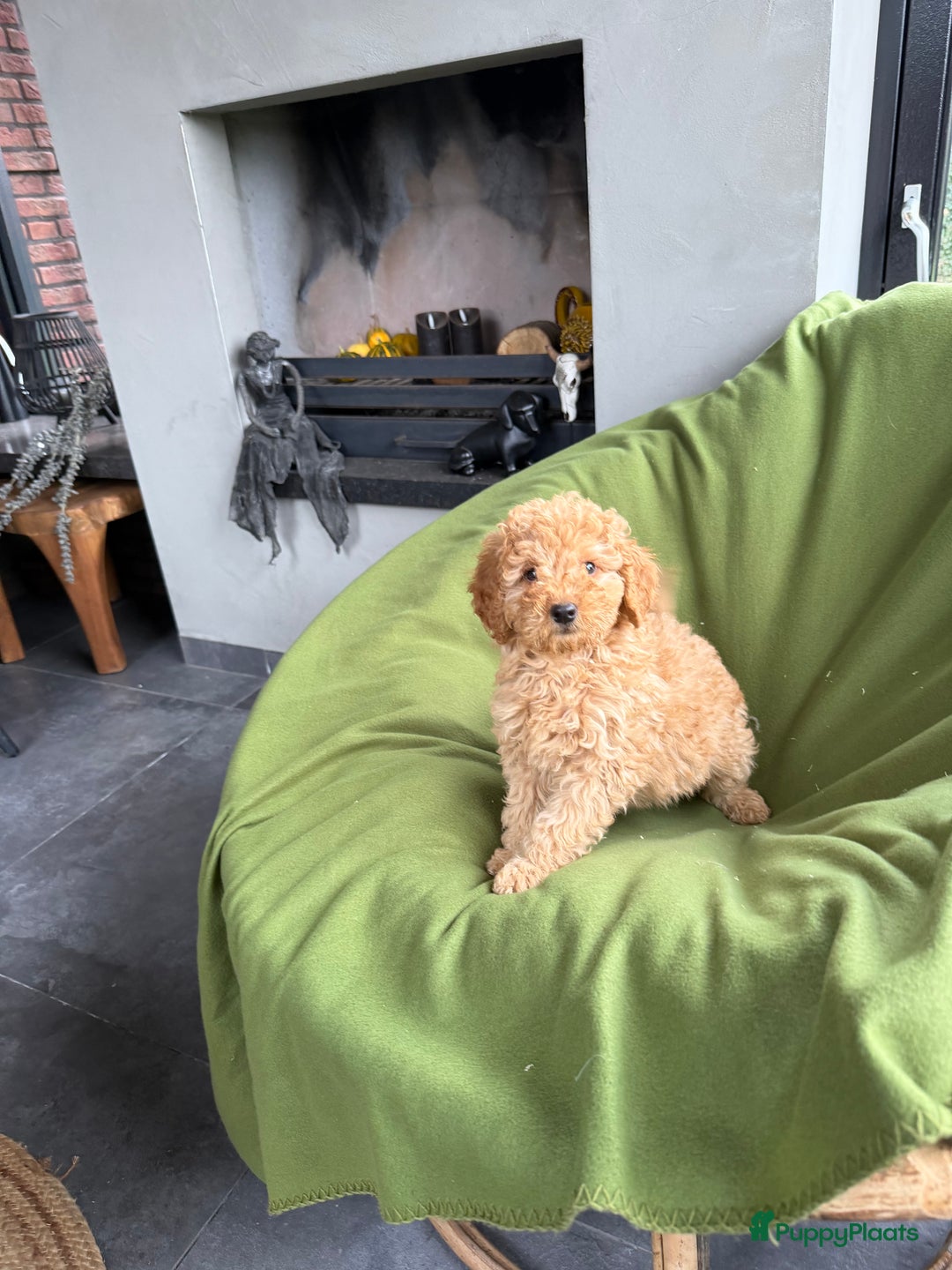 Labradoodle honden te koop: Mini Doodle (Dwergpoedel x Labradoodle) pups - Advertentie 9