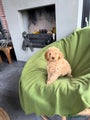 Labradoodle Puppy 2