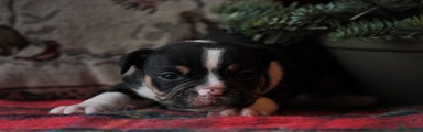 Old English Bulldog Puppy 2