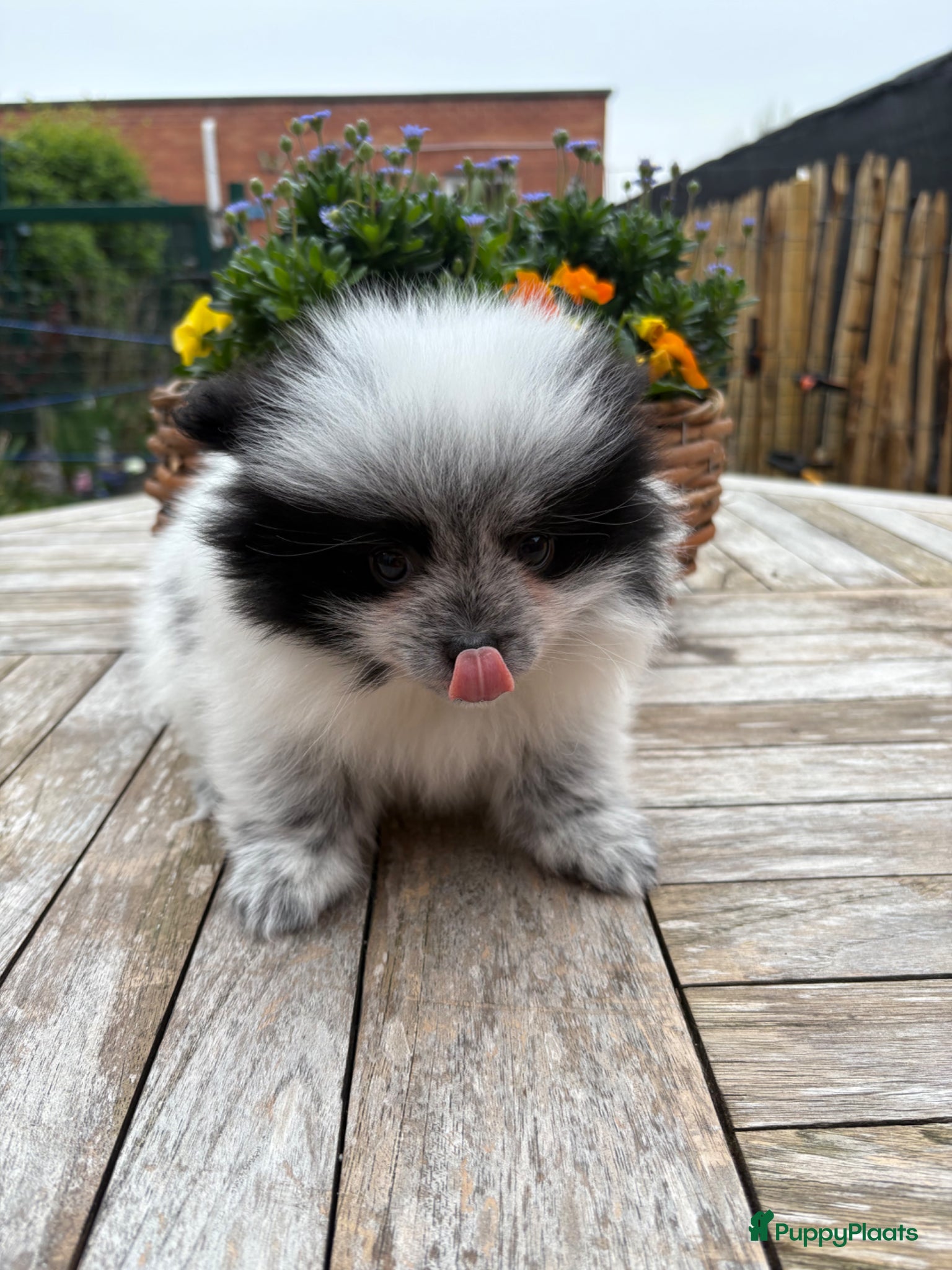 Pomeriaan honden Pomeriaan pups - Advertentie 1