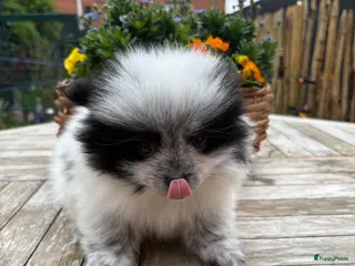 Pomeriaan honden Pomeriaan pups - Advertentie 1