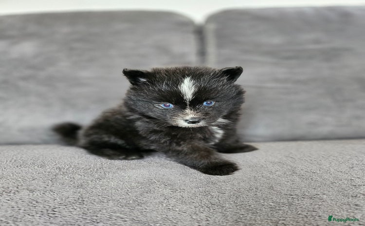 Pomsky honden - Advertentie 2
