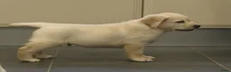 Labrador Retriever honden te koop: Knappe Labrador pups met stamboom ! - Advertentie 8