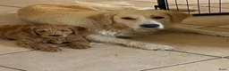 Goldendoodle honden te koop: Goldendoodle puppy F1 REU - Advertentie 4