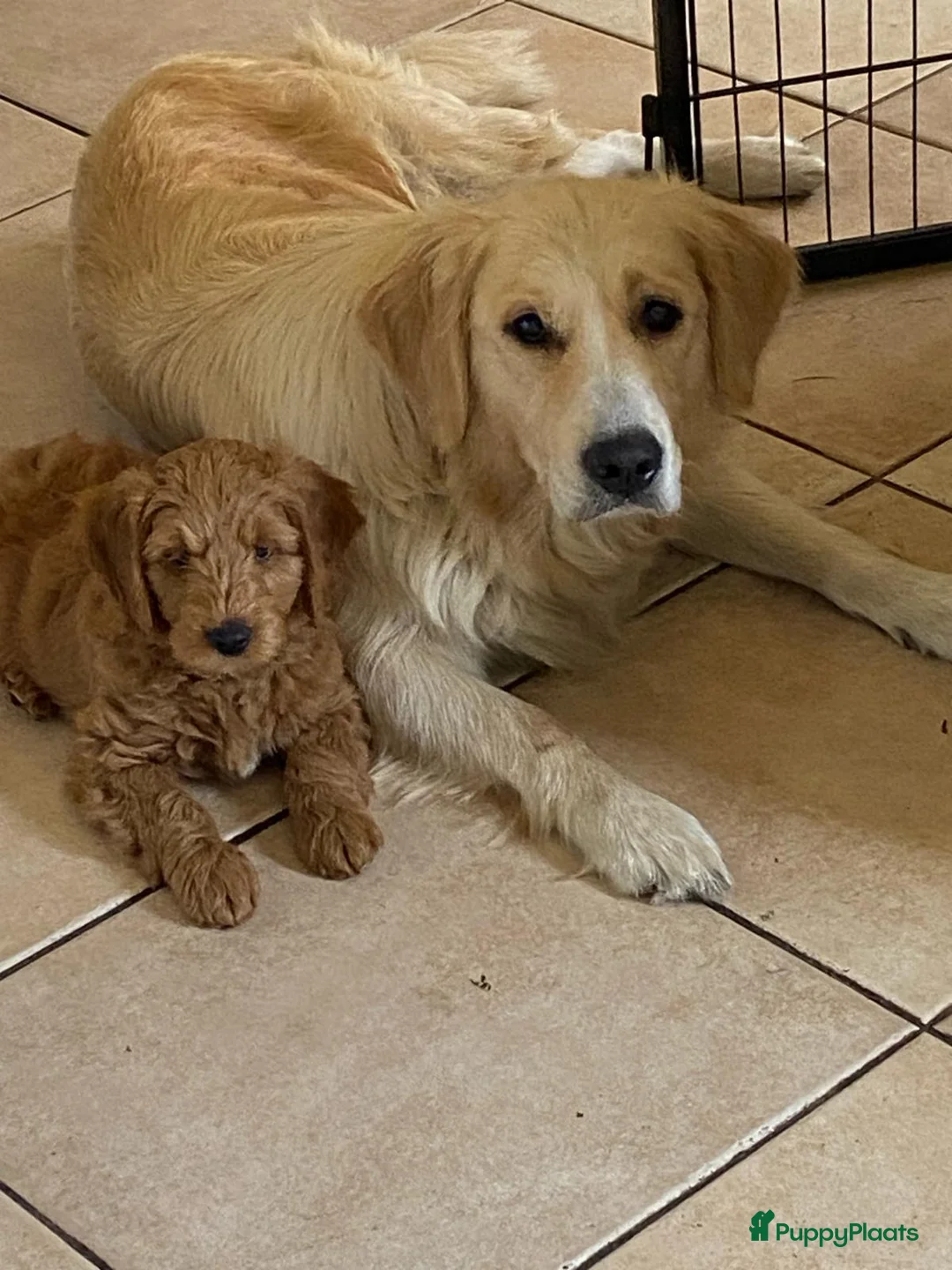 Goldendoodle honden te koop: Goldendoodle puppy F1 REU - Advertentie 4