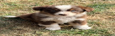 Australian Shepherd 1