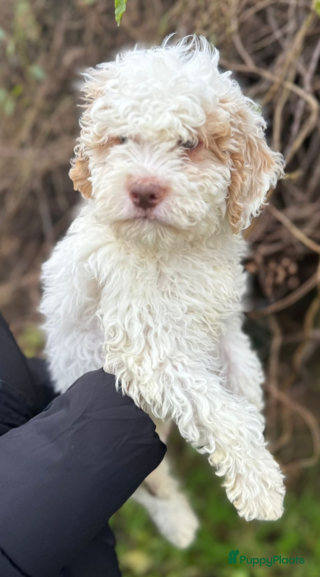 Lagotto Romagnolo honden te koop: Lagotto Romagnolo pups - Advertentie 14