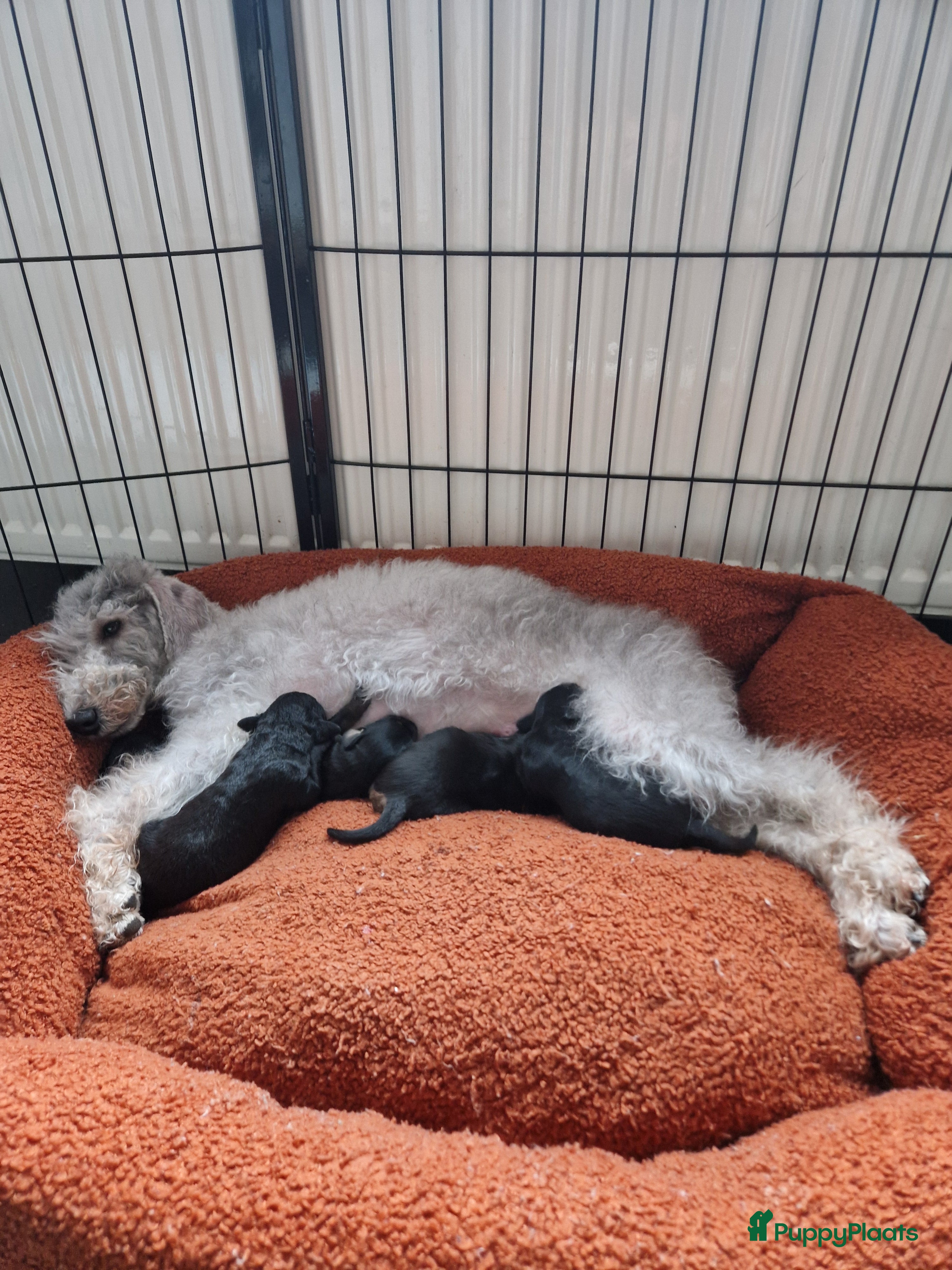 Kruising honden Outcross Bedlington terriër x Praagse rattler - Advertentie 1
