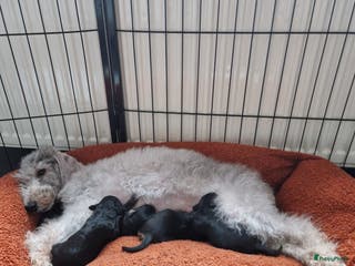 Kruising honden Outcross Bedlington terriër x Praagse rattler - Advertentie 1