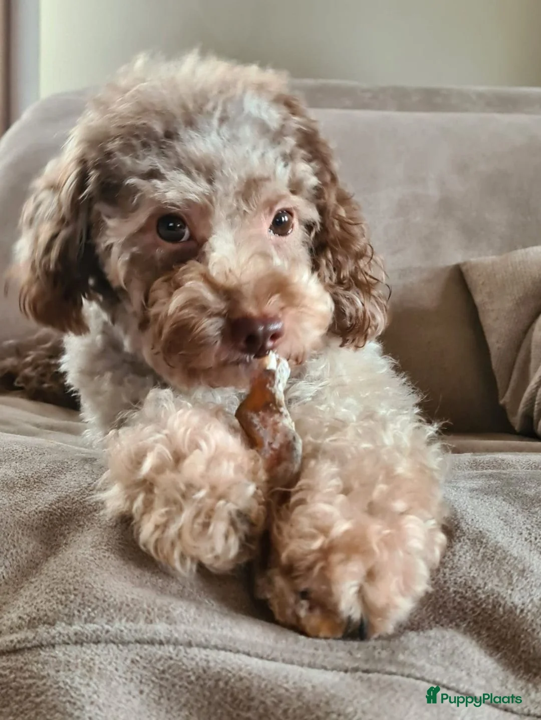 Dwergpoedel honden te koop: Choco/ Choco merle dwergpoedels - Advertentie 10