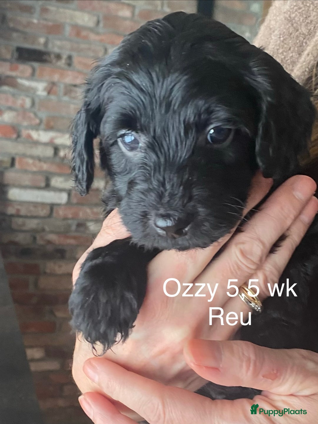 Labradoodle honden te koop: Labradoodle(multigen) mini/midi groeien op in huis - Advertentie 4