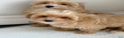 Maltipoo honden te koop: Mini maltipoo f1 , lief, speels en gezond - Advertentie 4