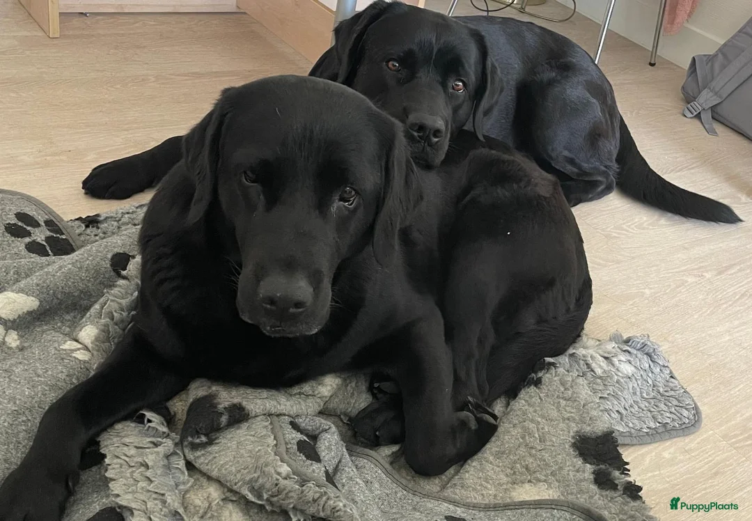 Labrador Retriever honden te koop: Lief blond labrador teefje - Advertentie 6